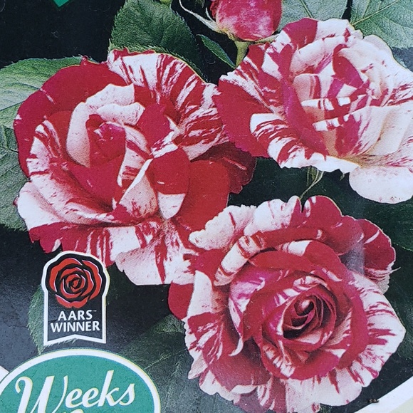 Meet your Posher, Natalie - Picture 1 of 1